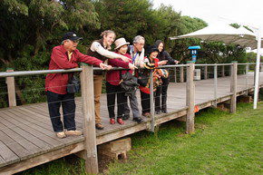 Phillip Island Penguin Parade - Tourism Cairns 1