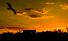 Werribee Open Range Zoo - Tourism Cairns 1