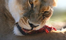 Werribee Open Range Zoo - Tourism Cairns 2
