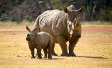 Werribee Open Range Zoo - Tourism Cairns 3