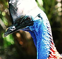Alma Park Zoo - Tourism Cairns