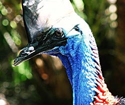 Alma Park Zoo - Tourism Cairns 0