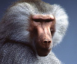 Alma Park Zoo - Tourism Cairns 1