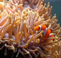 Reef HQ Great Barrier Reef Aquarium - Tourism Cairns