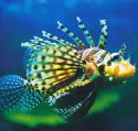 Underwater World - Tourism Cairns