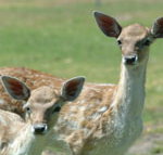 Marapana Wildlife Park - Tourism Cairns