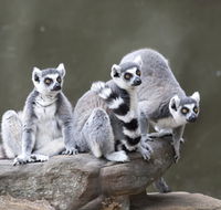 Adelaide Zoo - Tourism Cairns