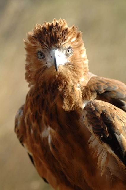Alice Springs Desert Park - Tourism Cairns 0