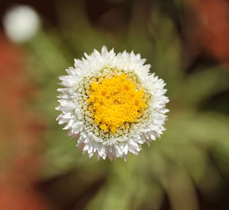 Alice Springs Desert Park - Tourism Cairns 1