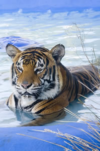 Zoo Doo Wildlife Park - Tourism Cairns 0