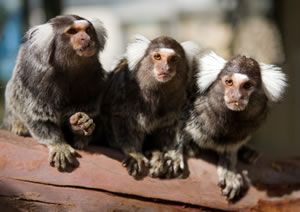 Zoo Doo Wildlife Park - Tourism Cairns 1