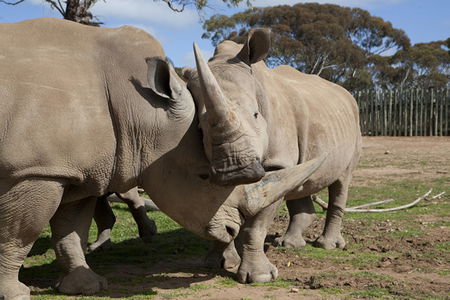 Monarto Zoo - Tourism Cairns 0