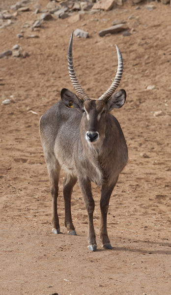 Monarto Zoo - Tourism Cairns 1