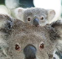 Billabong Koala and Wildlife Park - Tourism Cairns