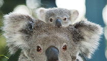 Billabong Koala And Wildlife Park - Tourism Cairns 0