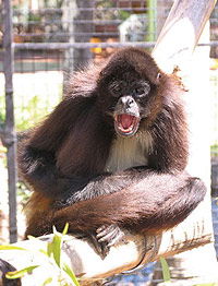 Billabong Koala And Wildlife Park - Tourism Cairns 1