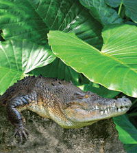 Billabong Koala And Wildlife Park - Tourism Cairns 2