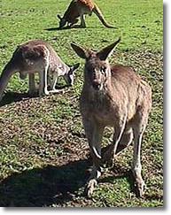 OZe Wildlife - Tourism Cairns 1