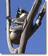 OZe Wildlife - Tourism Cairns 2