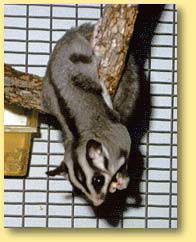 OZe Wildlife - Tourism Cairns 3