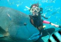 Maxi Ragamuffin - Tourism Cairns 1