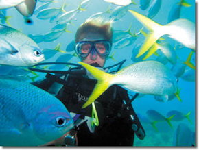 Maxi Ragamuffin - Tourism Cairns 3