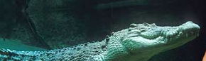 Territory Wildlife Park - Tourism Cairns 3