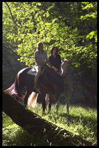 Glenworth Valley Horseriding - Tourism Cairns 2