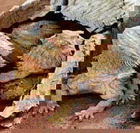 Alice Springs Reptile Centre - Tourism Cairns