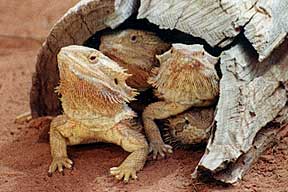 Alice Springs Reptile Centre - Tourism Cairns 0
