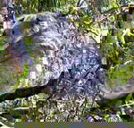 Koala Conservation Centre - Tourism Cairns
