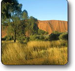 Uluru - Kata Tjuta National Park - Tourism Cairns