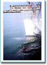 Temptation Sailing - Tourism Cairns 1
