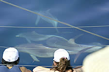 Temptation Sailing - Tourism Cairns 2