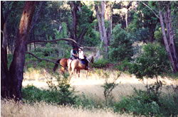 High Country Horses - Tourism Cairns 1