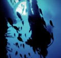 Scuba World - Tourism Cairns