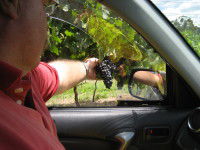 Mount Tamborine Winery & Homestead - Tourism Cairns 1