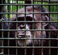 Rockhampton Zoo - Tourism Cairns