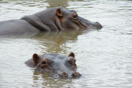 Cairns Wildlife Safari Reserve - Tourism Cairns 2