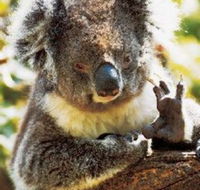 Gorge Wildlife Park - Tourism Cairns