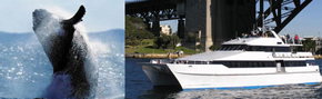 Prestige Harbour Cruises - Tourism Cairns 3