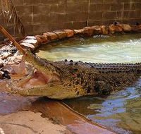 Wyndham Zoological Gardens and Crocodile Park - Tourism Cairns