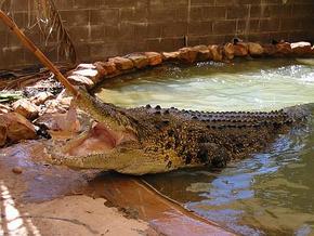 Wyndham Zoological Gardens And Crocodile Park - Tourism Cairns 0