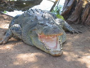 Wyndham Zoological Gardens And Crocodile Park - Tourism Cairns 2