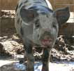 Wagga Wagga Zoo - Tourism Cairns