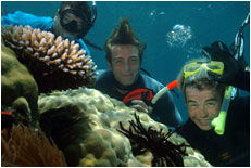 Dolphin Wild - Tourism Cairns 1