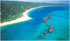 Dolphin Wild - Tourism Cairns 3