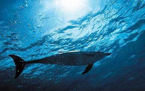 Dolphcom - Dolphin & Whale Swimming Adventures - Tourism Cairns 1