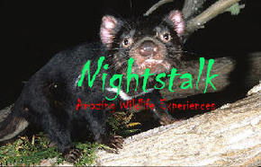 Something Wild - Tourism Cairns 1