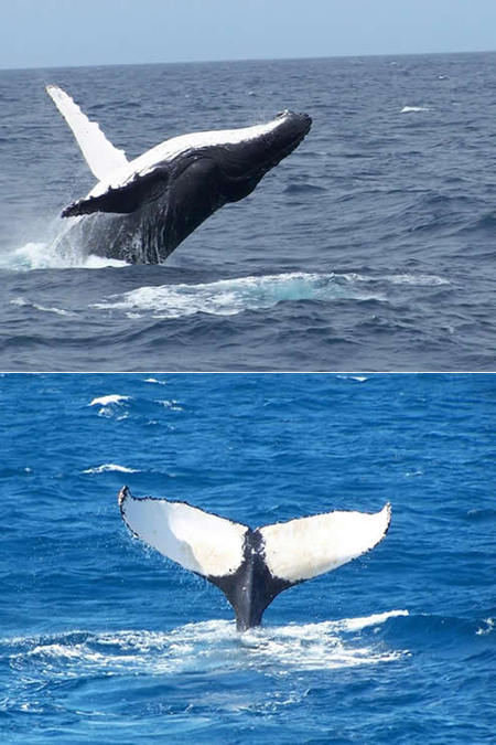 Mills Charters Fishing And Whale Watch Cruises - Tourism Cairns 3